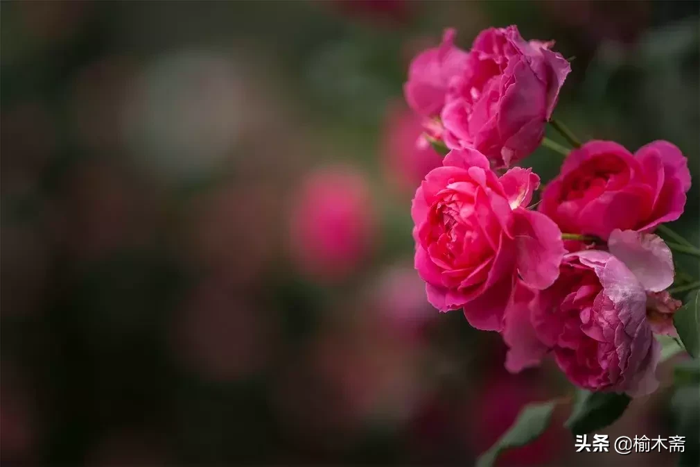 关于玫瑰花的诗句（玫瑰花最经典的现代诗）