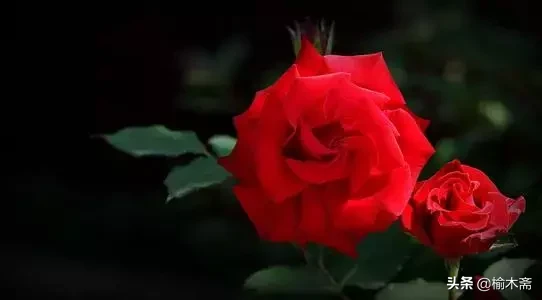 关于玫瑰花的诗句（玫瑰花最经典的现代诗）