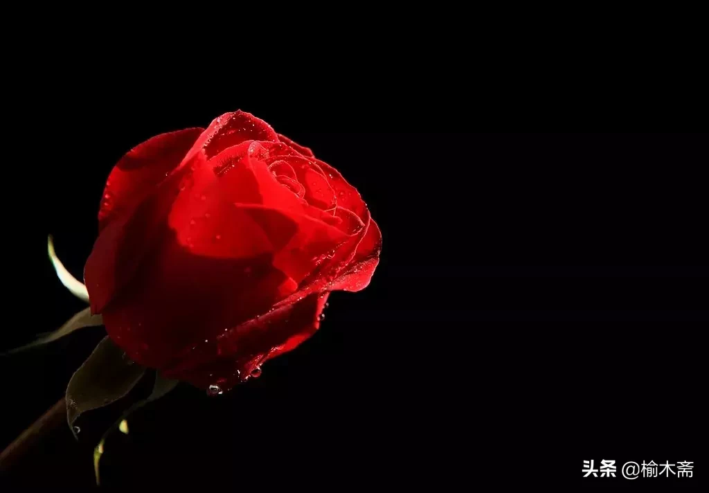 关于玫瑰花的诗句（玫瑰花最经典的现代诗）