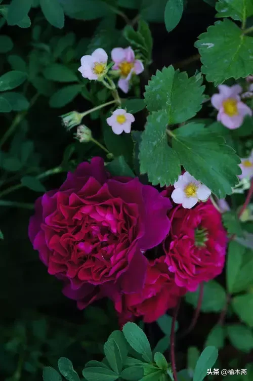 关于玫瑰花的诗句（玫瑰花最经典的现代诗）