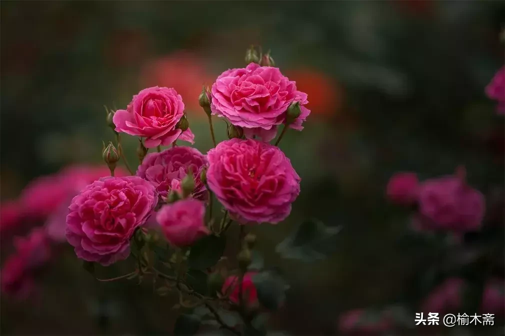 关于玫瑰花的诗句（玫瑰花最经典的现代诗）