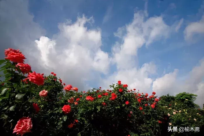 关于玫瑰花的诗句（玫瑰花最经典的现代诗）