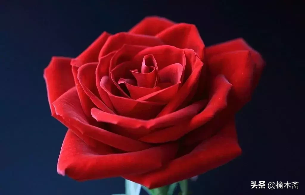 关于玫瑰花的诗句（玫瑰花最经典的现代诗）