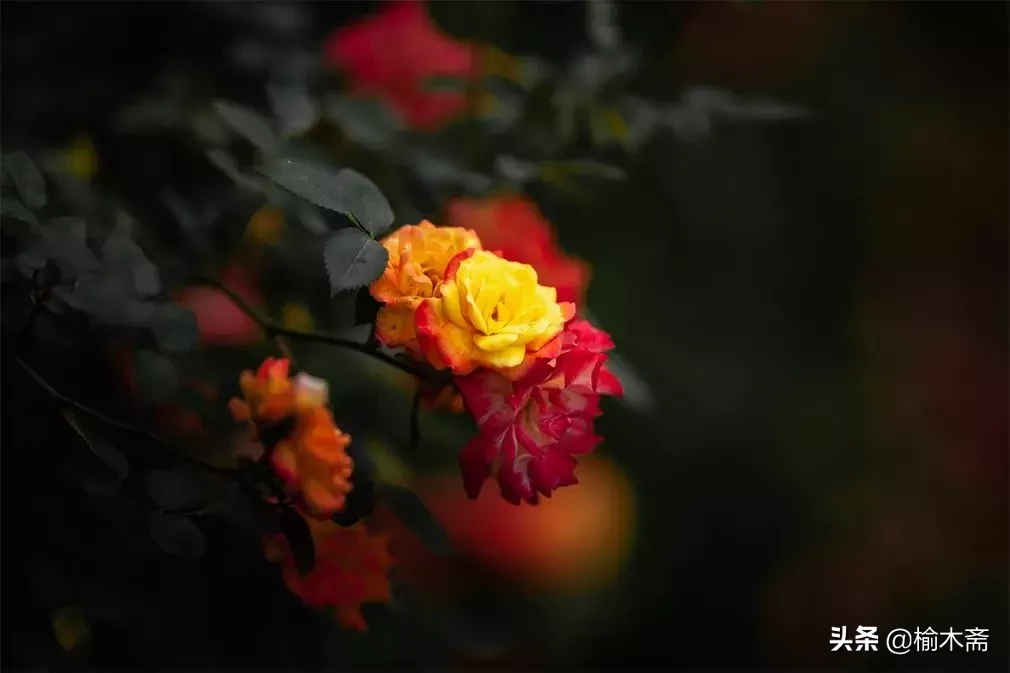 关于玫瑰花的诗句（玫瑰花最经典的现代诗）