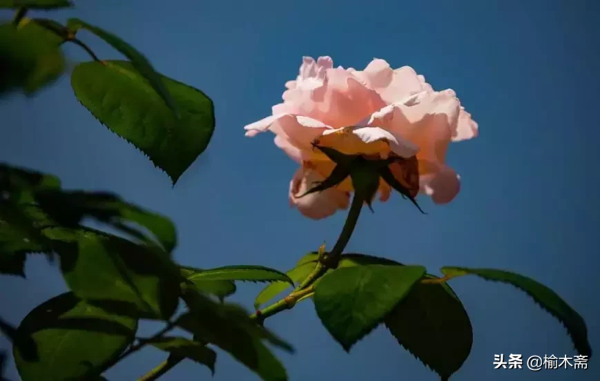 关于玫瑰花的诗句（玫瑰花最经典的现代诗）