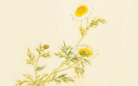 赞美母爱的古诗大全（关于母爱的诗句古诗）