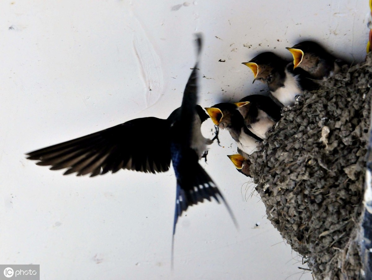 赞美母爱的古诗大全（关于母爱的诗句古诗）