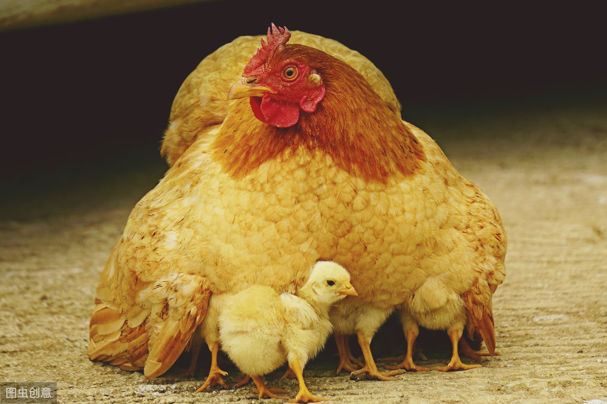 赞美母爱的古诗大全（关于母爱的诗句古诗）