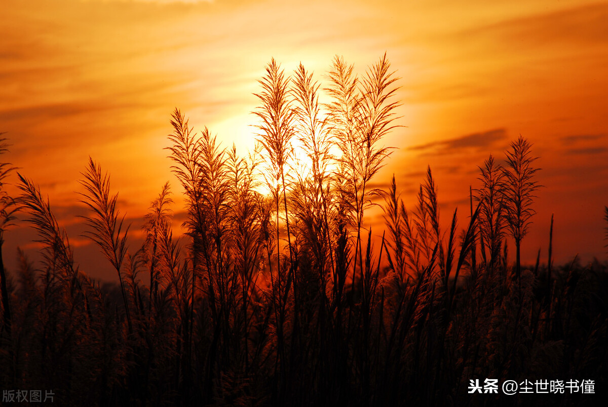 怀念已故母亲的诗句大全（女儿思念已故母亲诗句）