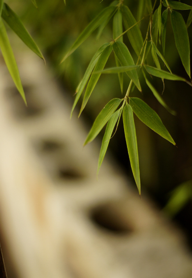 描写竹林的唯美句子（形容竹林意境的诗）