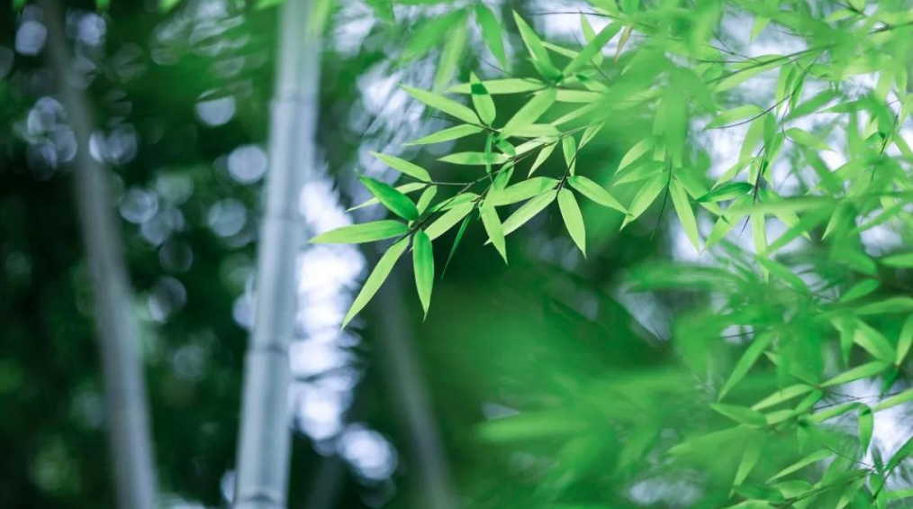 描写竹林的唯美句子（形容竹林意境的诗）