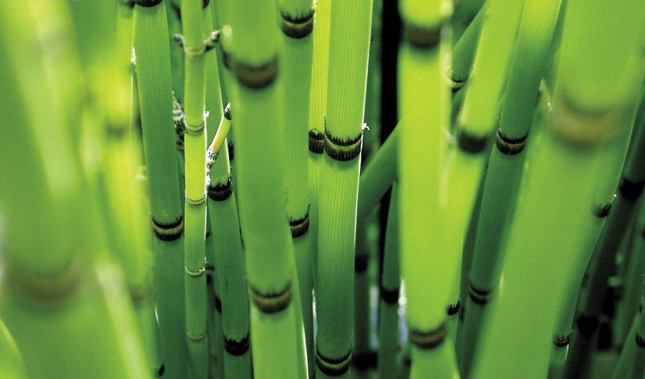 描写竹林的唯美句子（形容竹林意境的诗）