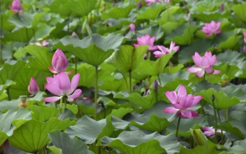 乞巧古诗的诗意简单（古诗乞巧的意思全解）