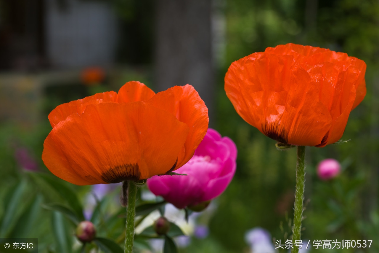 写花的古诗有哪些（赞美花的优美诗句）