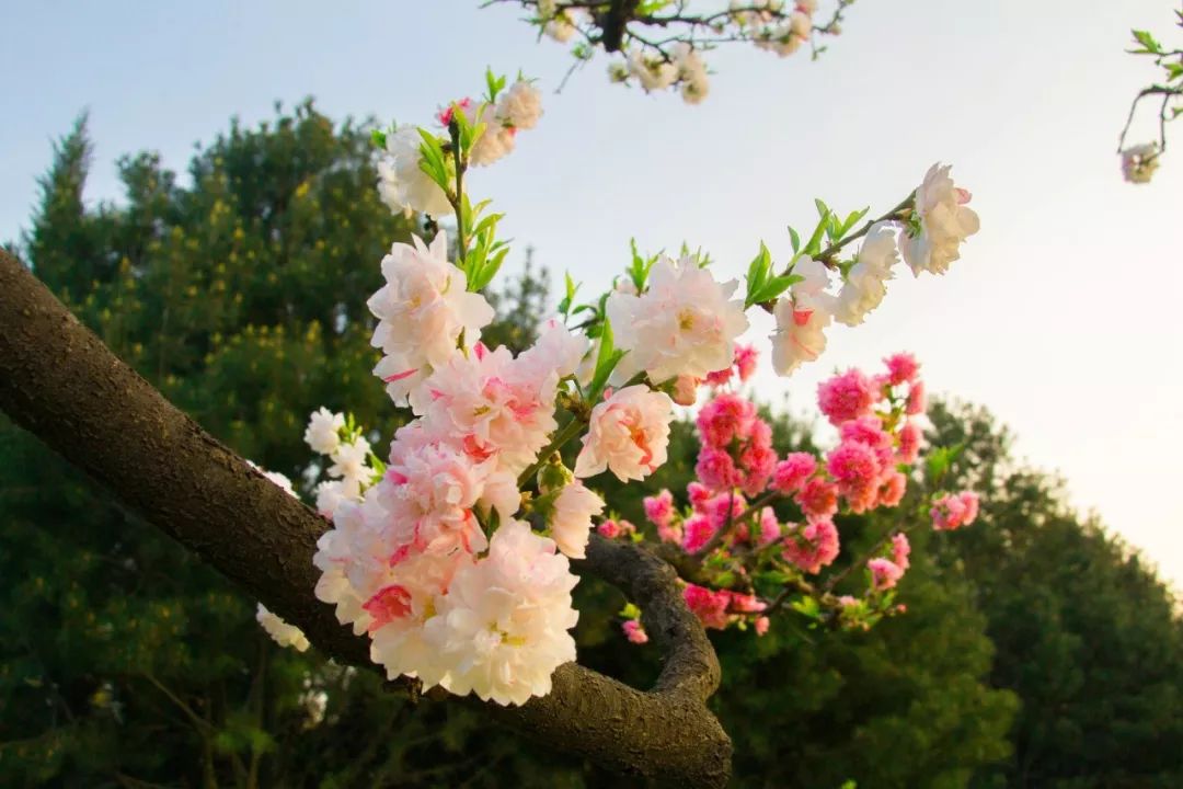 描写春天的成语有哪些（26个春天的成语）