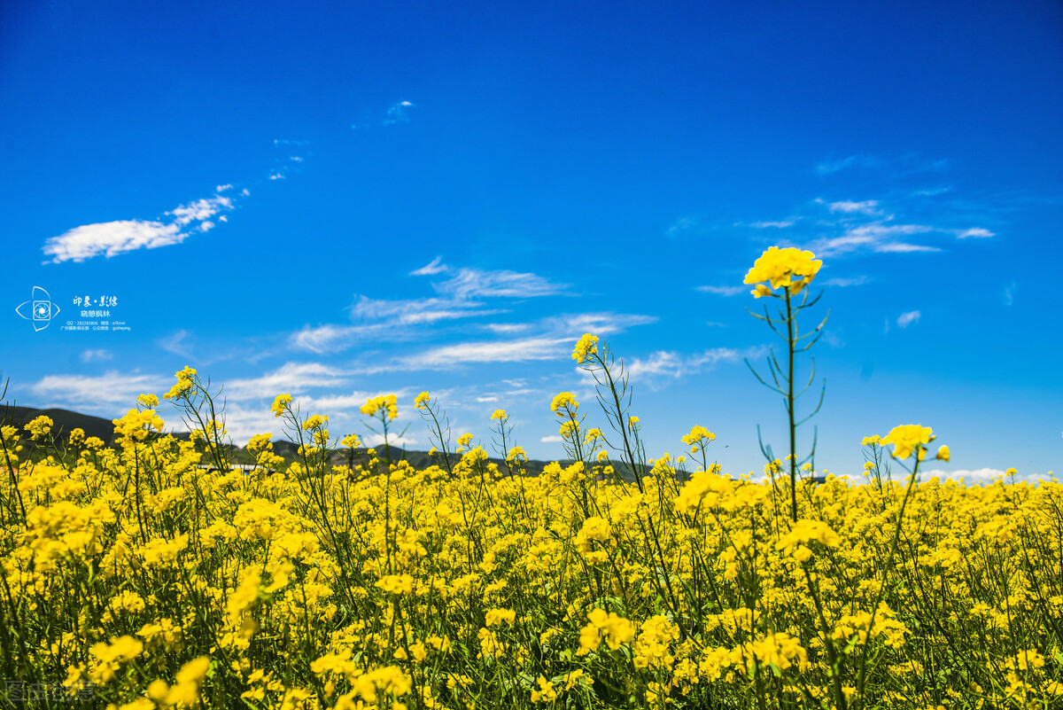 早晨让人心情好的句子（最能打动人心的早安问候）
