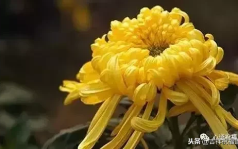 想念天堂父母短句（想念天堂的亲人的句子）