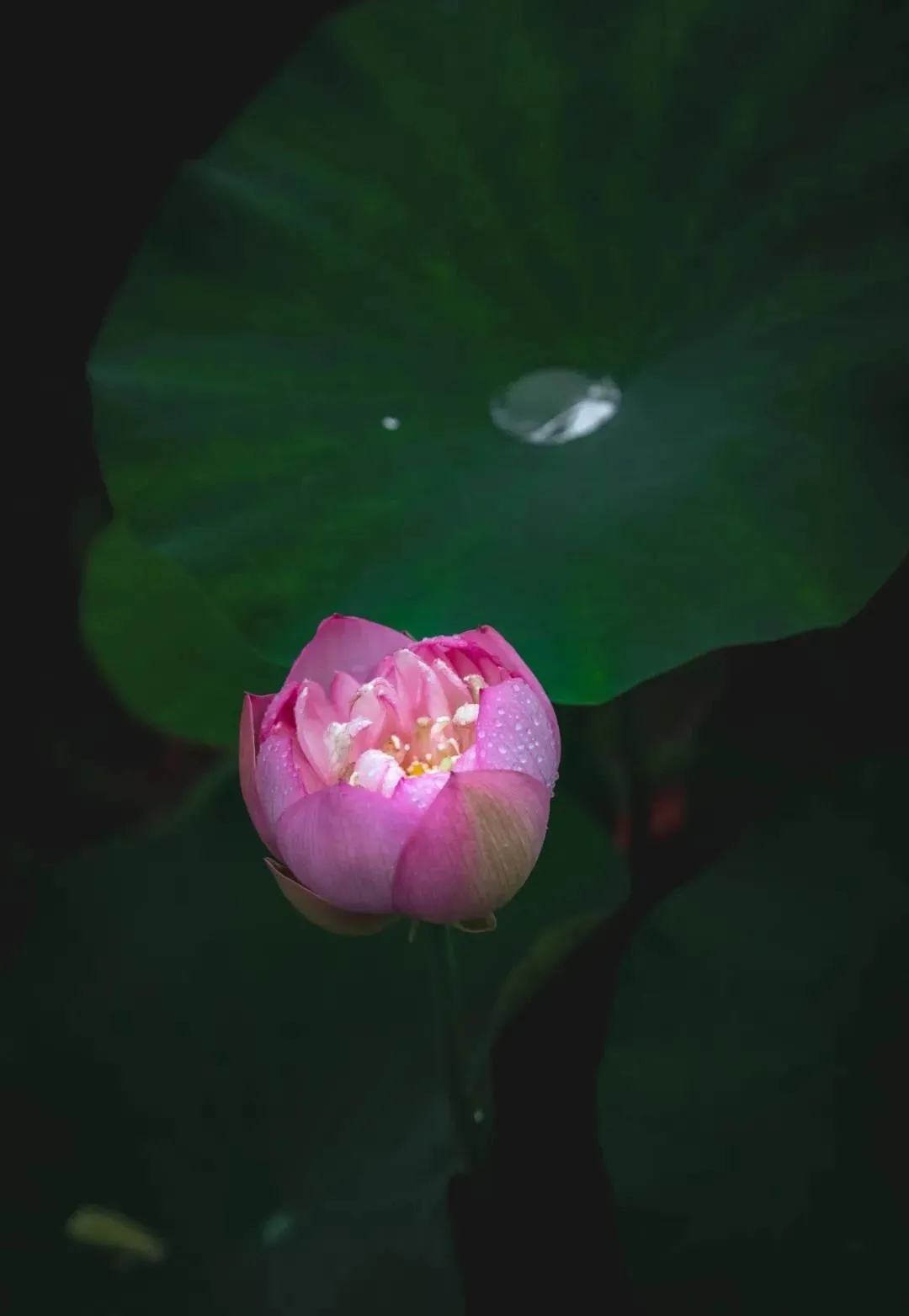 侧坐莓苔草映身的上一句（小儿垂钓全诗赏析）