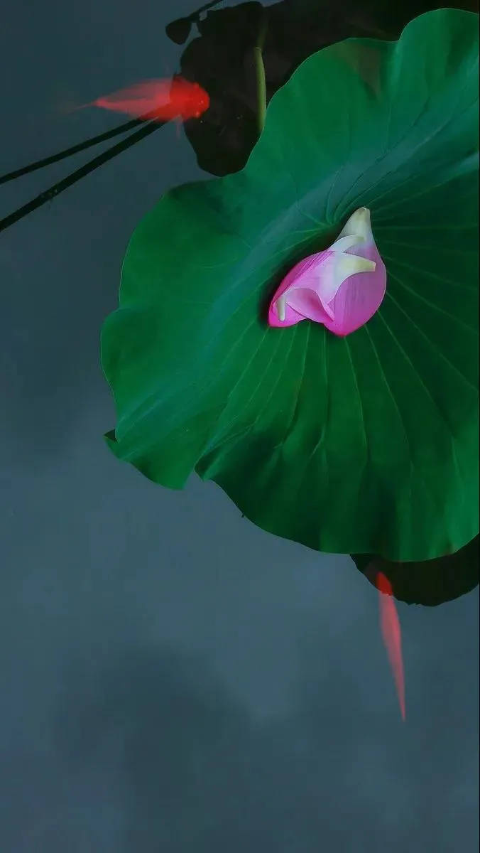 侧坐莓苔草映身的上一句（小儿垂钓全诗赏析）