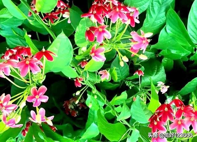 形容邻居和睦的句子（形容浓浓邻里情句子）