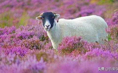 中国经典寓言故事大全短（20篇短篇寓言故事）