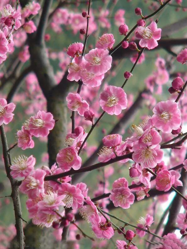 卜算子咏梅译文和注释（卜算子咏梅诗意详解）