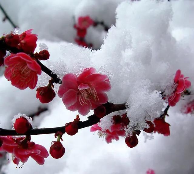 卜算子咏梅译文和注释（卜算子咏梅诗意详解）