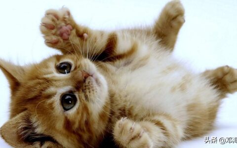 关于小动物的故事（简短温暖的小故事）