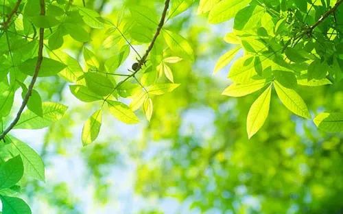 日语短句唯美情话（日语必备的撩人话）