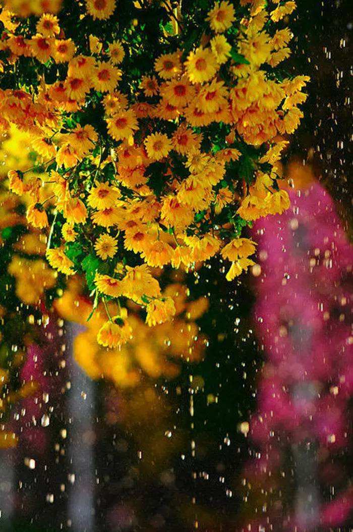 带有雨字的诗句有哪些（带雨的诗句飞花令）