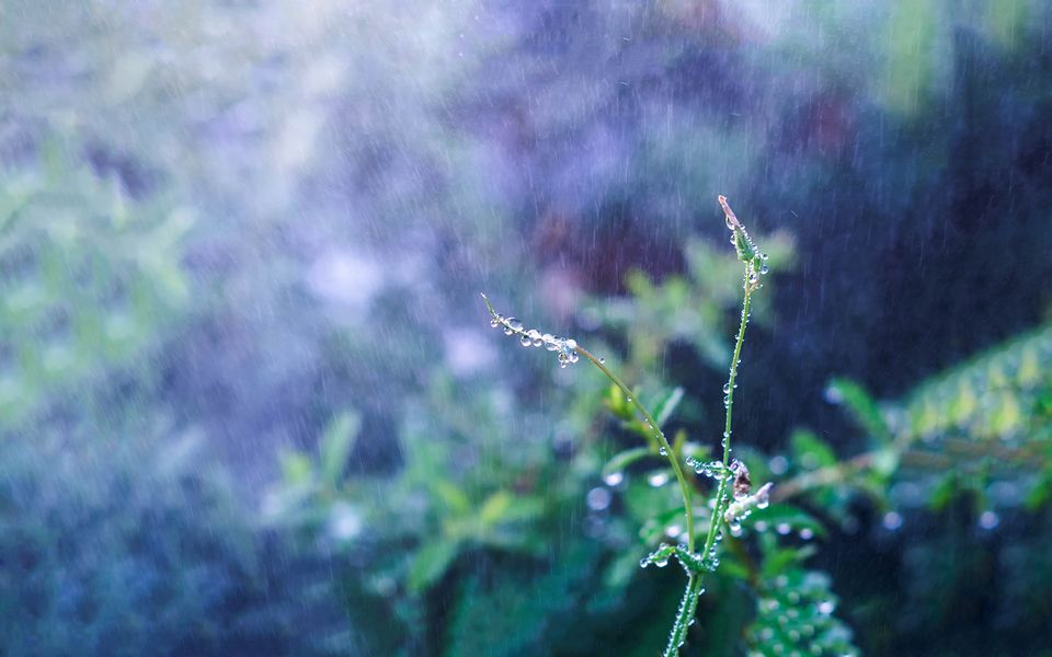 带有雨字的诗句有哪些（带雨的诗句飞花令）