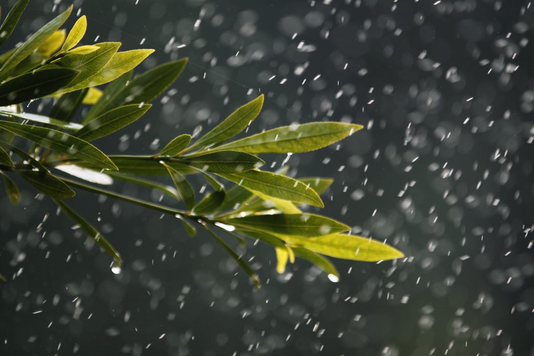 带有雨字的诗句有哪些（带雨的诗句飞花令）
