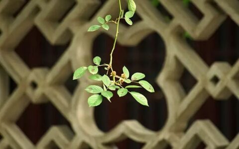 观沧海古诗意思解释（观沧海诗句赏析）