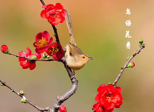 朱自清代表作有哪些（朱自清最有名的作品）