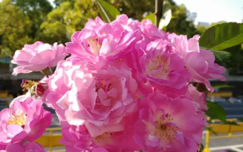 咏雪译文及注释（咏雪翻译及赏析）