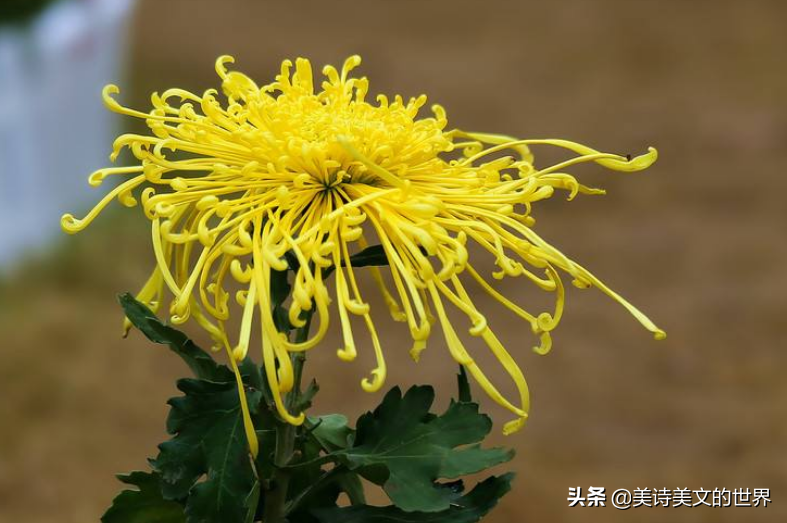 菊花古诗托物言志句子（描写菊花志向的诗句）