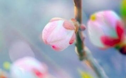 描写春天的四字词语有哪些（春夏秋冬的四字成语）