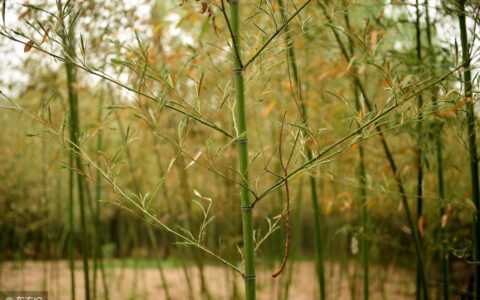 学业进步鼓励简短祝福语（学业祝福励志）