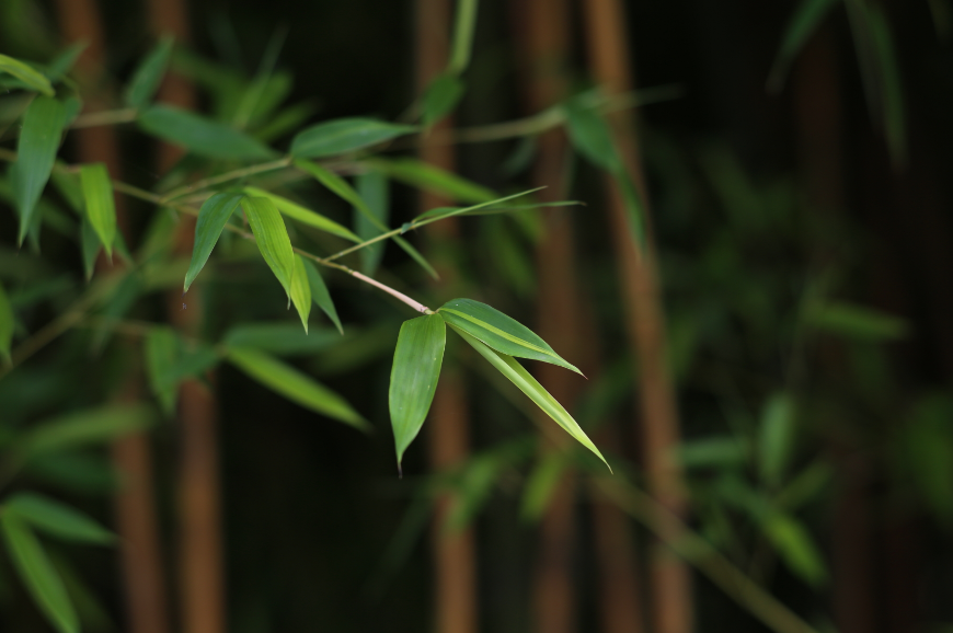 写竹子的诗有哪些（赞美竹子坚韧的诗句）