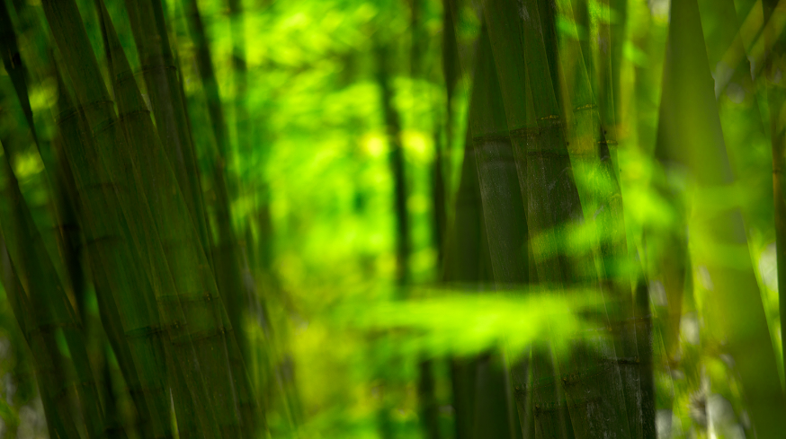 写竹子的诗有哪些（赞美竹子坚韧的诗句）