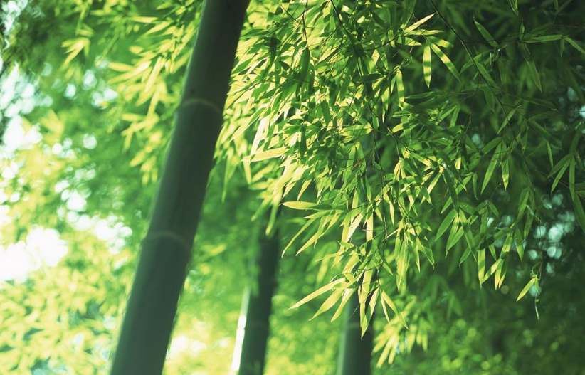 写竹子的诗有哪些（赞美竹子坚韧的诗句）