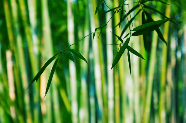 写竹子的诗有哪些（赞美竹子坚韧的诗句）