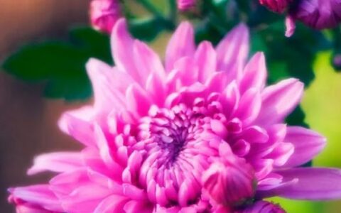 元稹菊花的古诗及赏析（菊花元稹偏爱菊的原因）