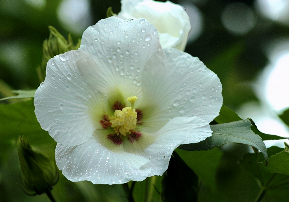 芙蓉诗句经典名句（芙蓉花最有名的诗句）