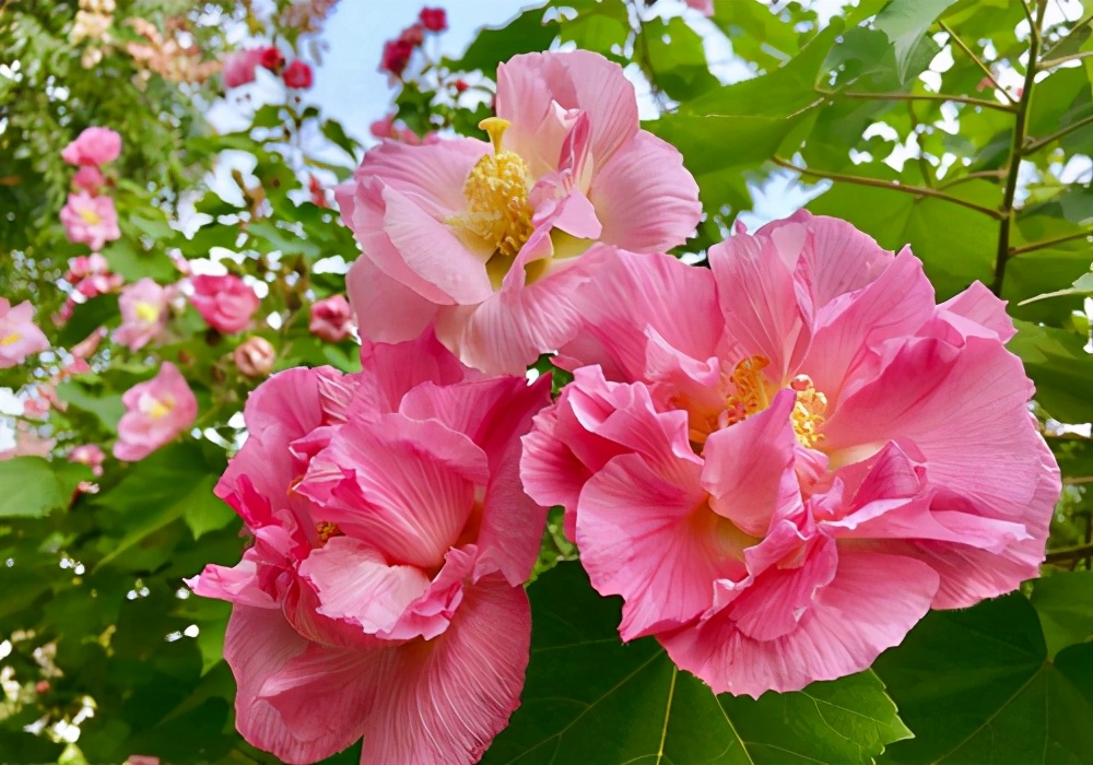芙蓉诗句经典名句（芙蓉花最有名的诗句）