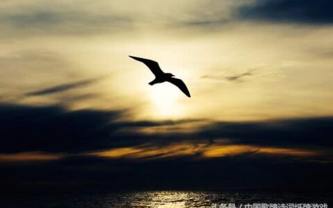 动物诗句有哪些（写动物的小诗分享）