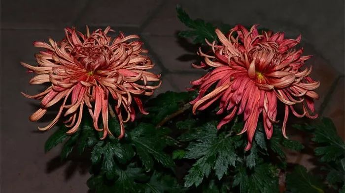 菊花诗词集锦大全（赞美秋天菊花的诗句）