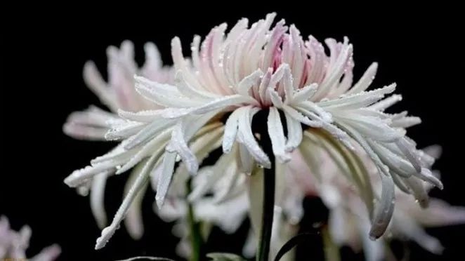 菊花诗词集锦大全（赞美秋天菊花的诗句）