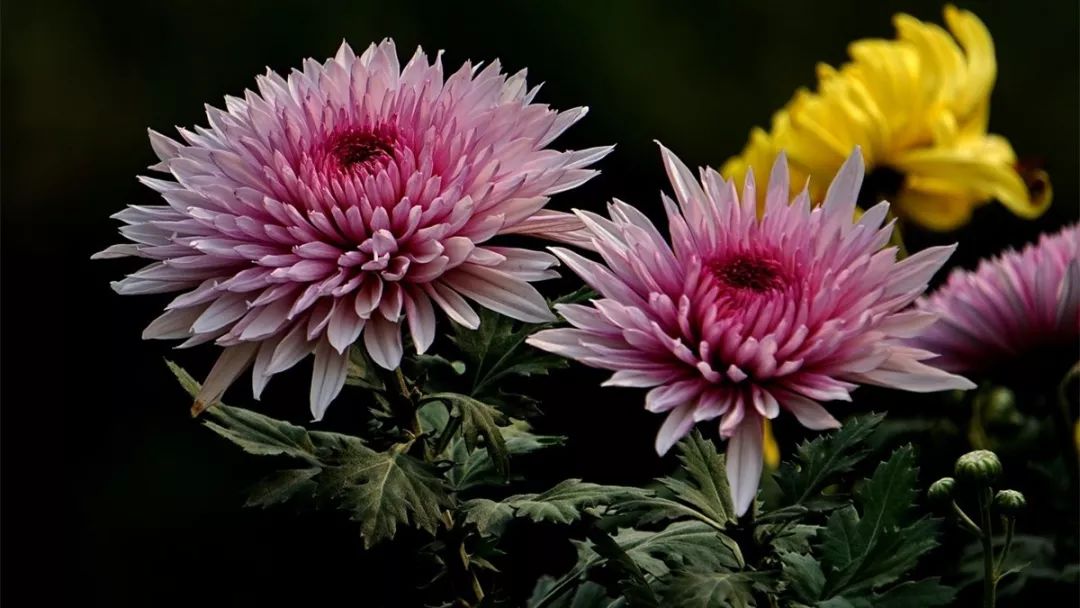 菊花诗词集锦大全（赞美秋天菊花的诗句）