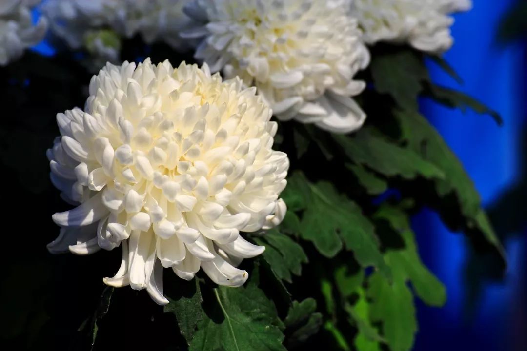 菊花诗词集锦大全（赞美秋天菊花的诗句）